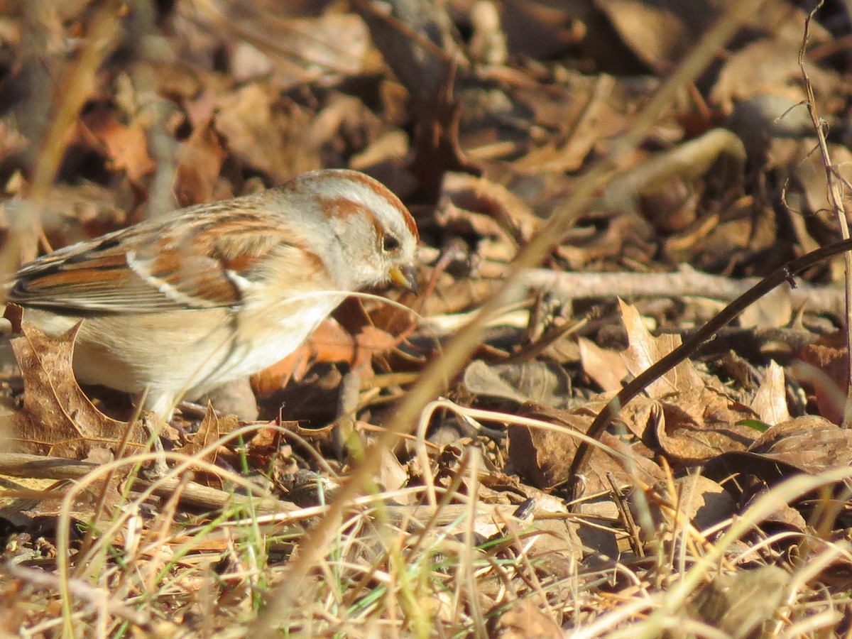 American Tree Sparrow - ML646550321
