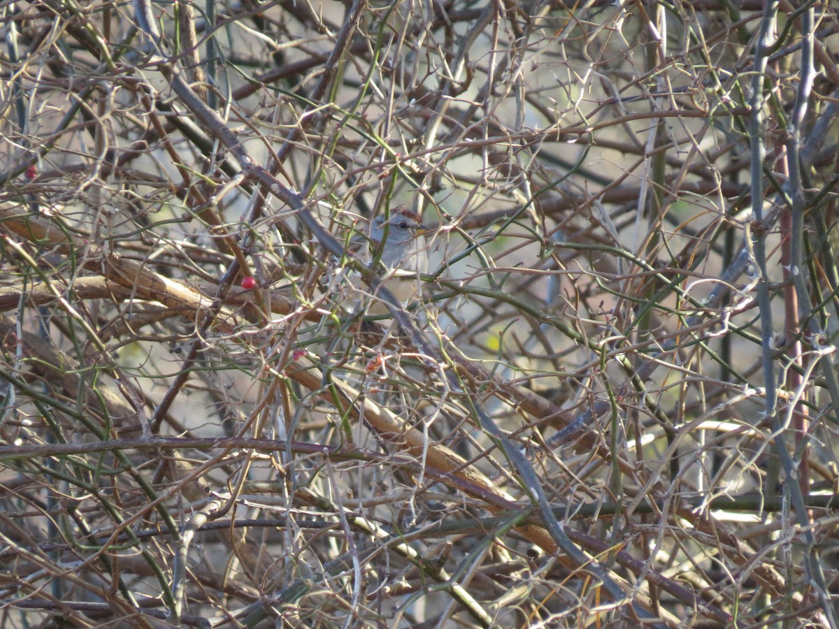 American Tree Sparrow - ML646550322