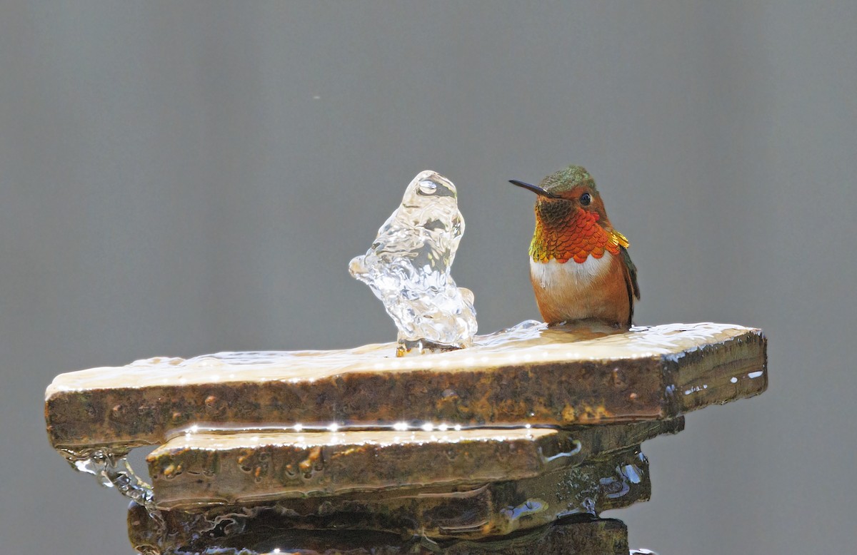 Allen's Hummingbird - ML646550324