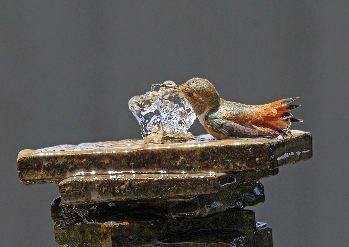 Allen's Hummingbird - ML646550325