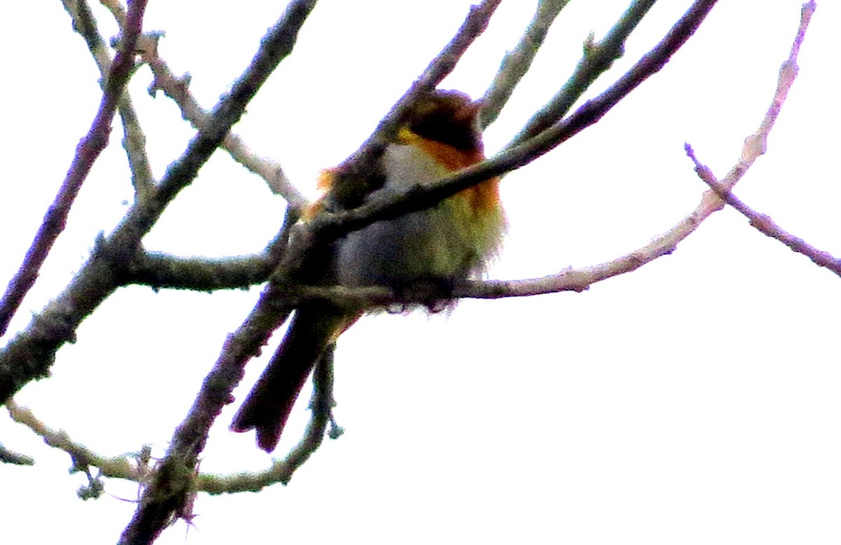 guiratanagar - ML646550326