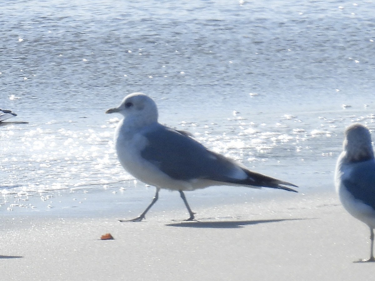 Short-billed Gull - ML646550328