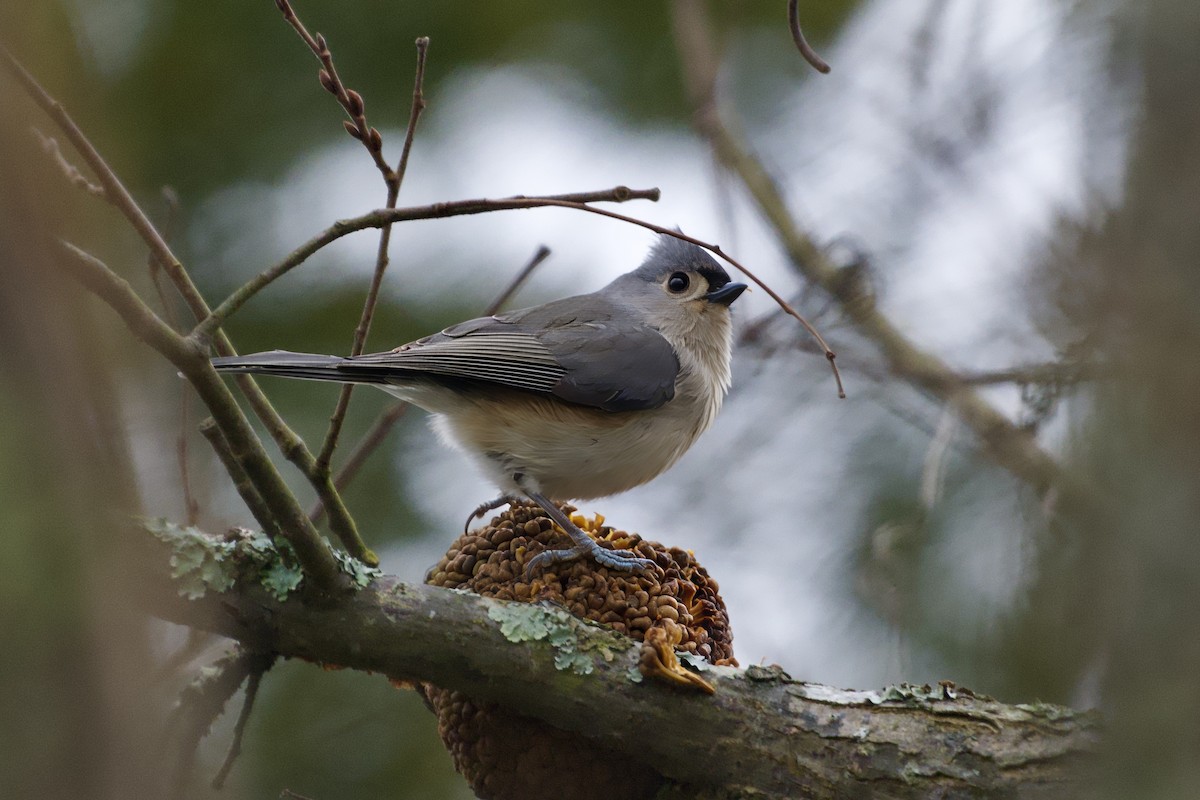 Tufted Titmouse - ML646550329