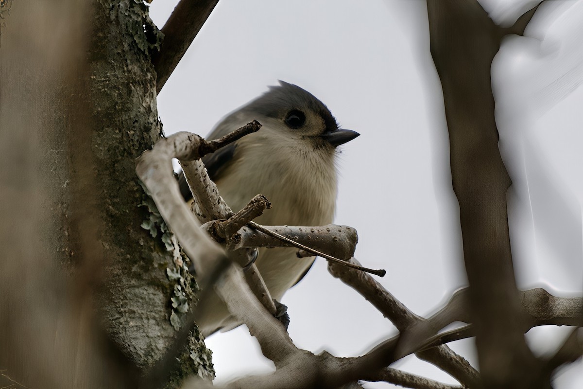 Tufted Titmouse - ML646550330