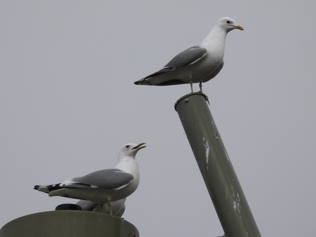 Kısa Gagalı Martı - ML646550331