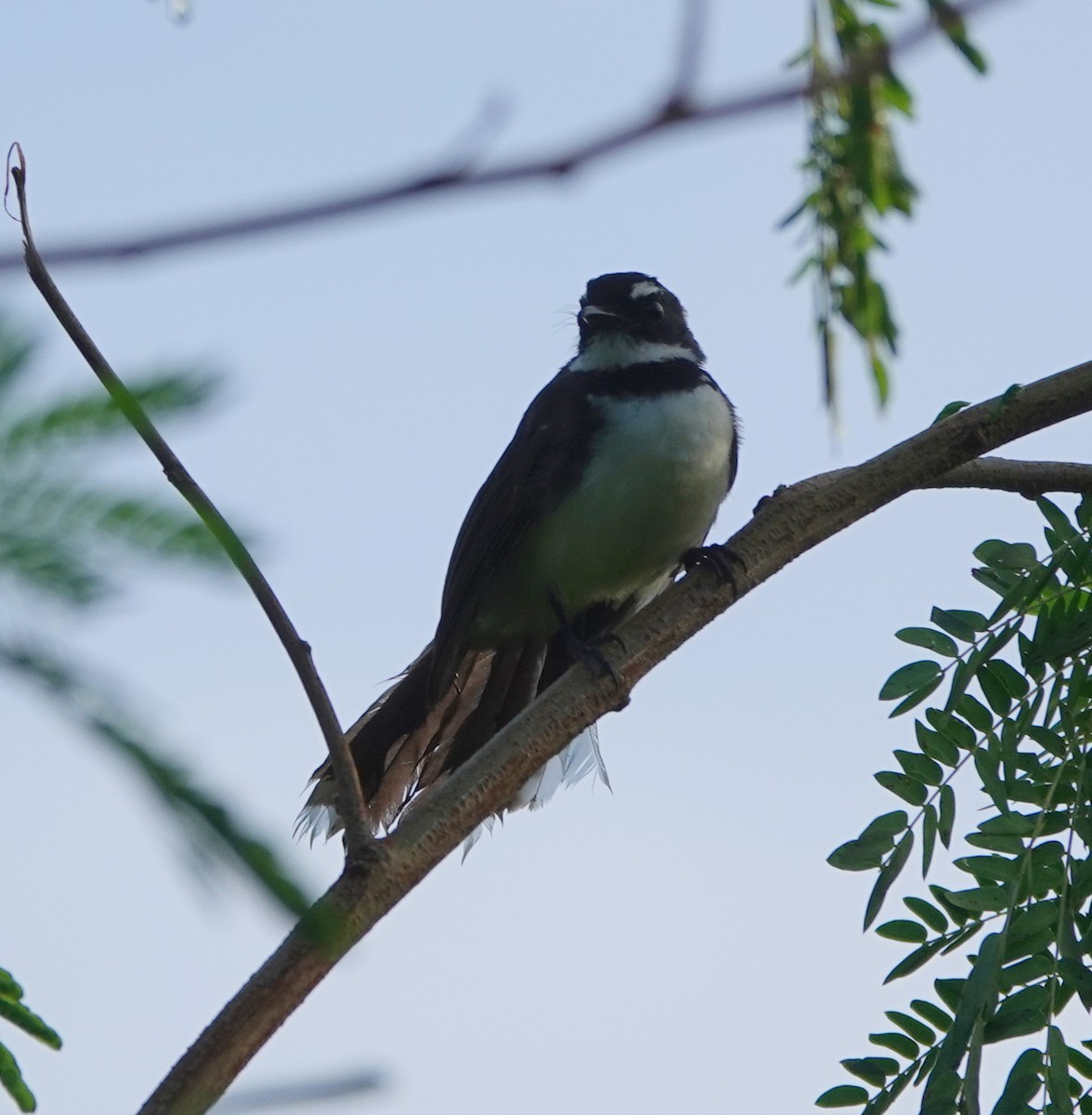 filippinerviftestjert - ML646550332