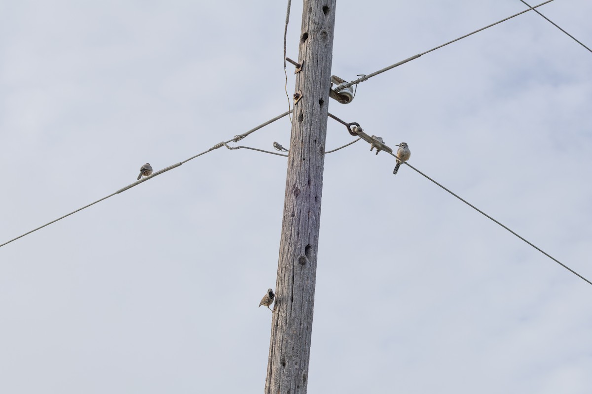 Cactus Wren - ML646550333