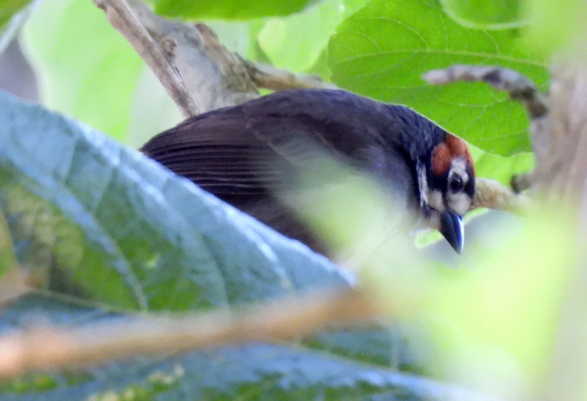 Cabanis's Ground-Sparrow - ML646550335