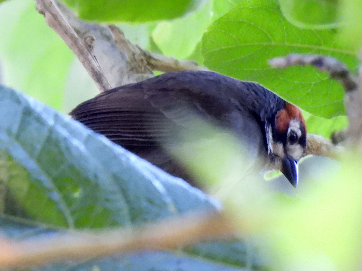 Cabanis's Ground-Sparrow - ML646550336