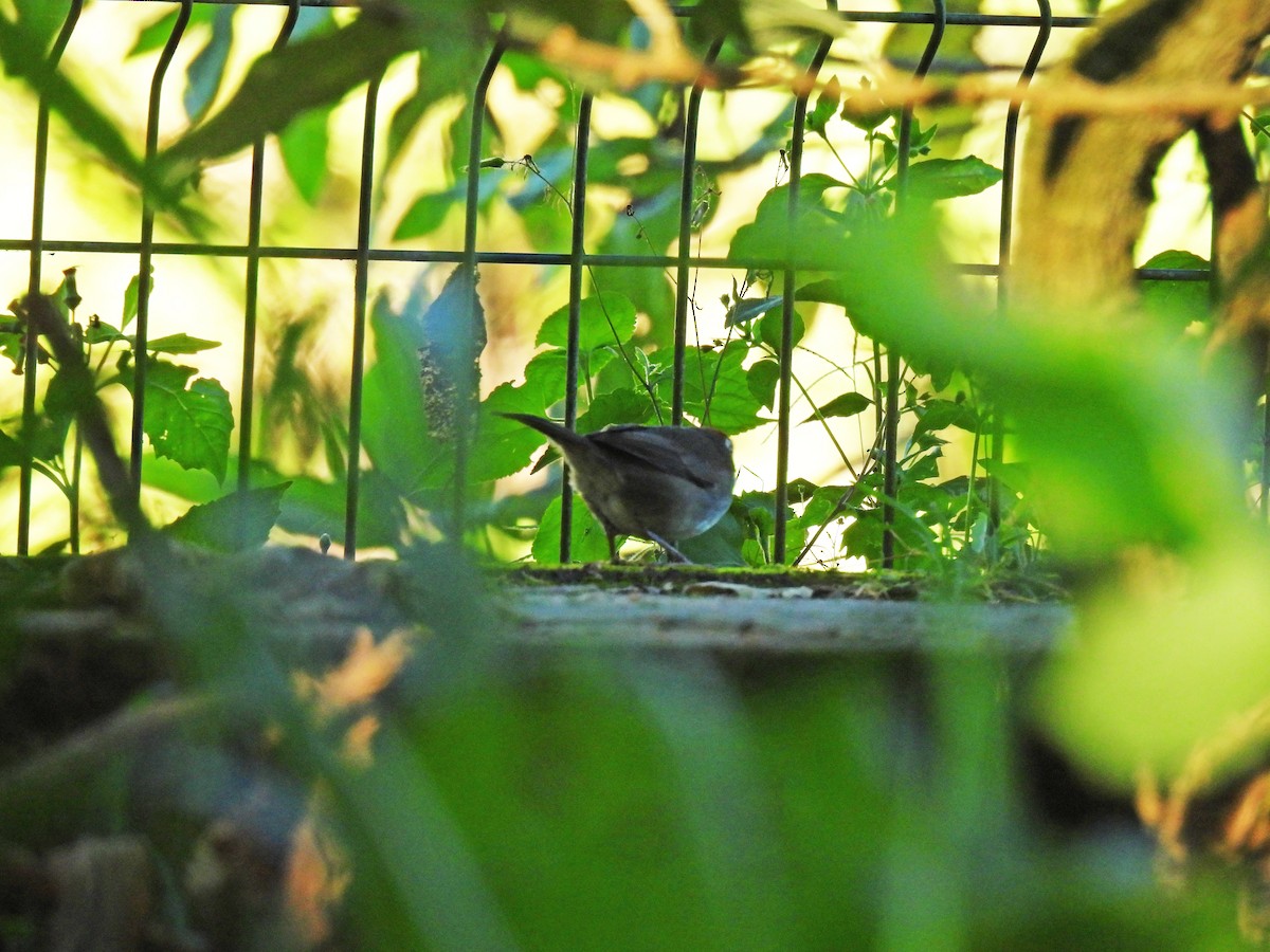 Cabanis's Ground-Sparrow - ML646550337