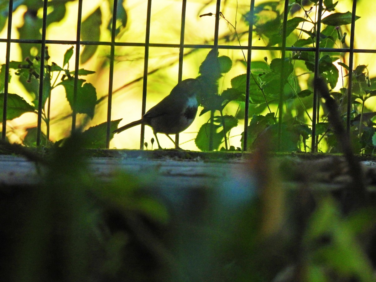 Cabanis's Ground-Sparrow - ML646550338