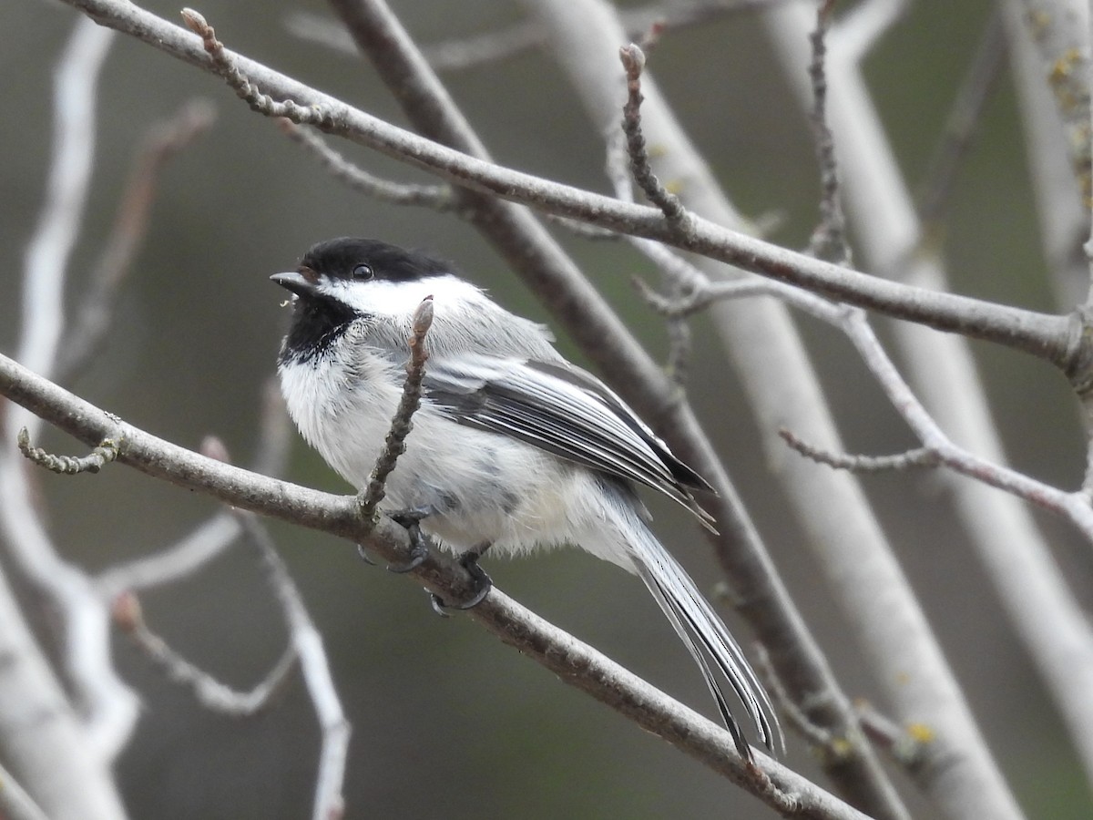 Amerika Baştankarası - ML646550339