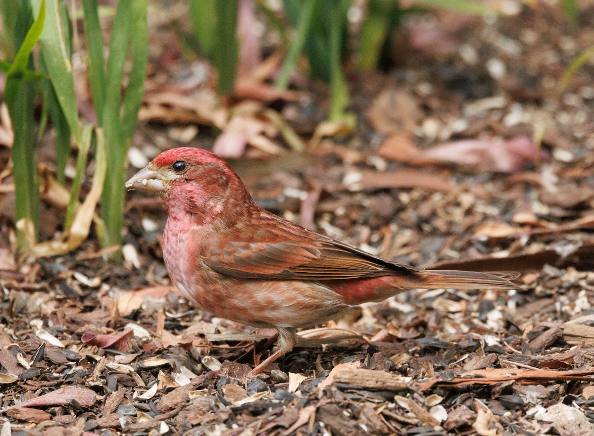 Purple Finch - ML646550341