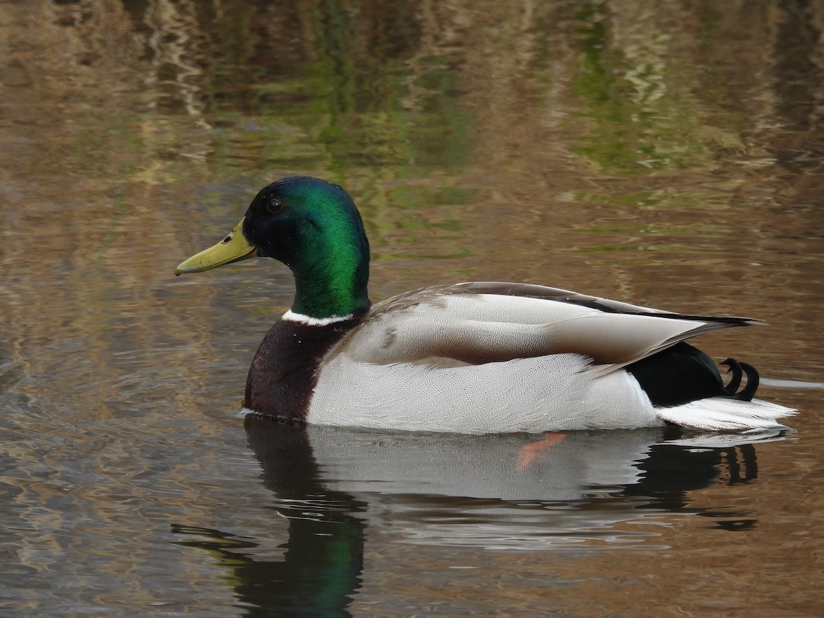 Yeşilbaş - ML646550342