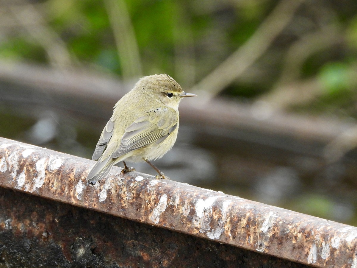 Common Chiffchaff - ML646550344