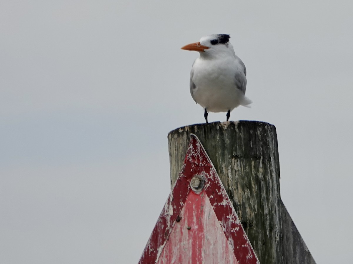 Royal Tern - ML646550346