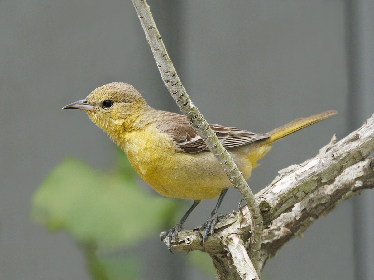 Hooded Oriole - ML646550348