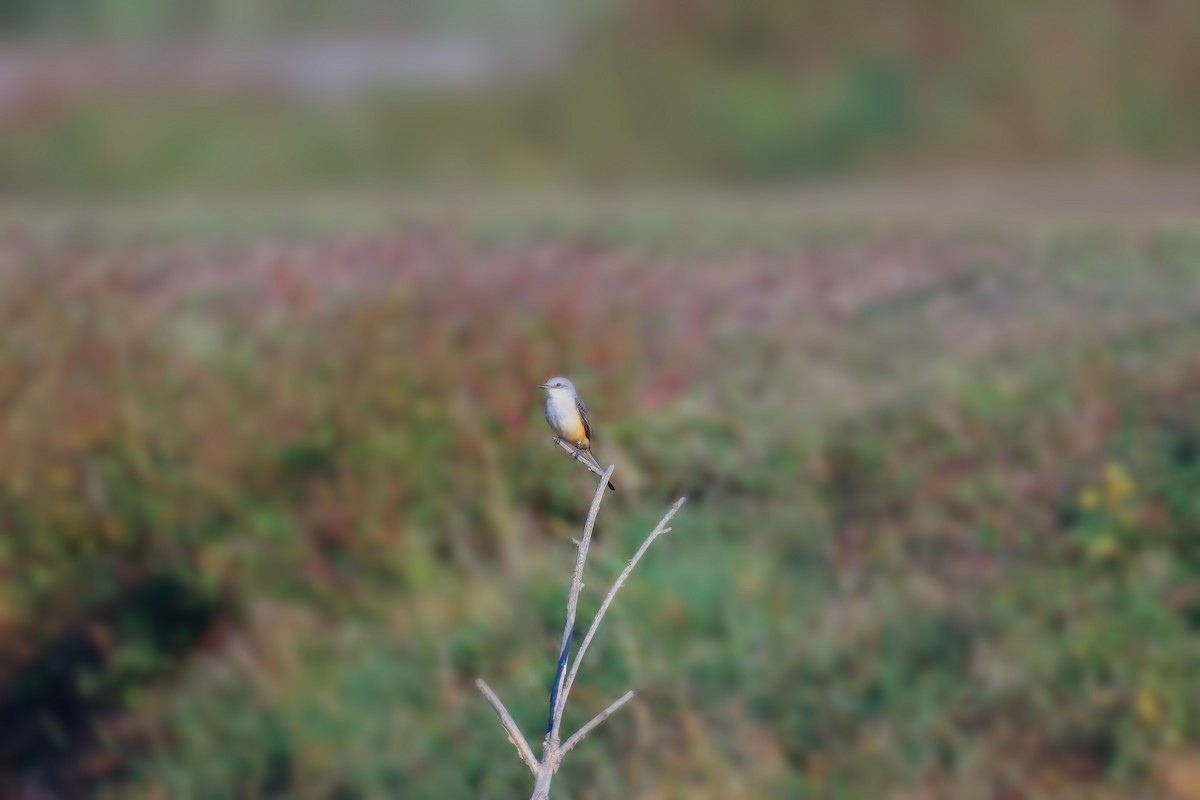 Scissor-tailed Flycatcher - ML646550349