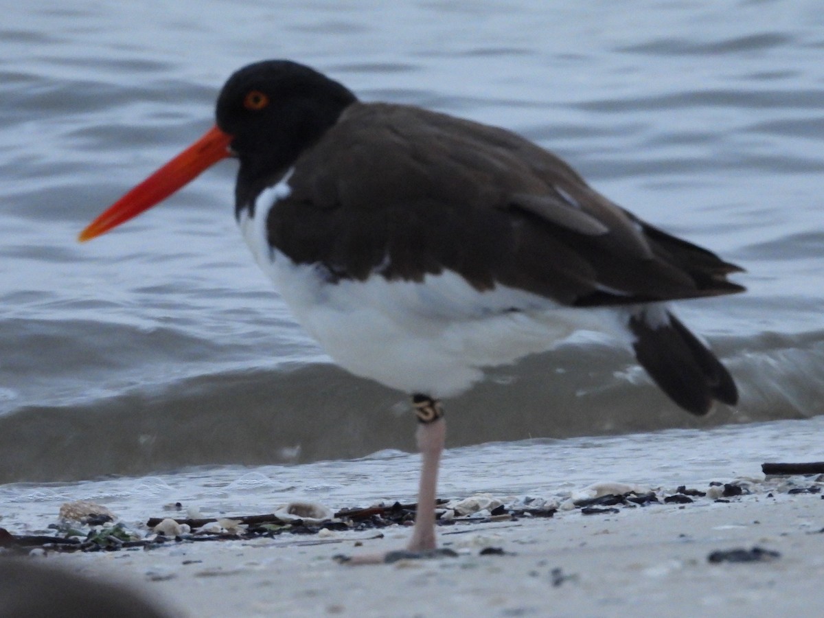 ústřičník americký - ML646550350