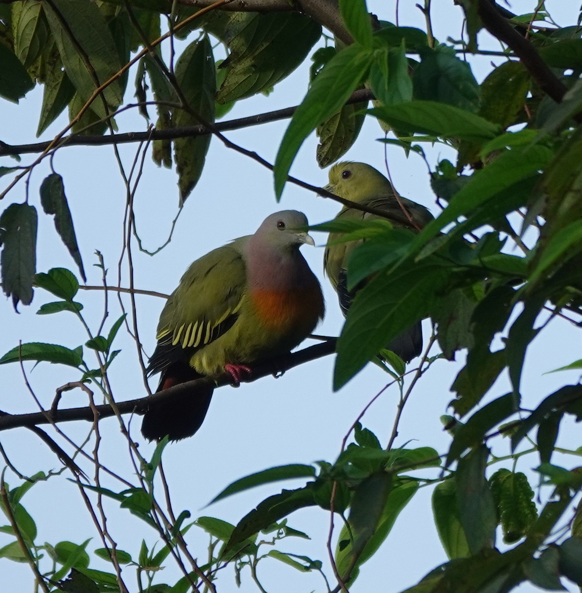 palettgrønndue - ML646550351