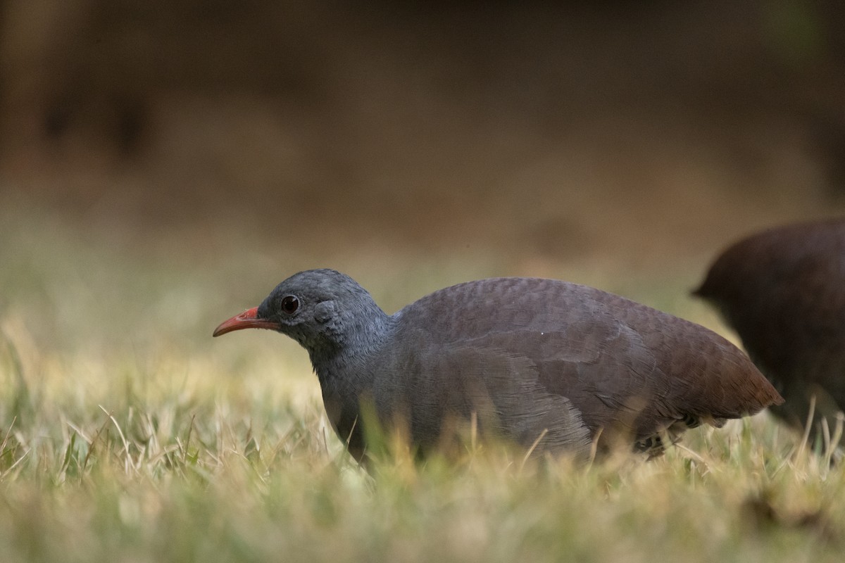 Tataupa Tinamou - ML646550354