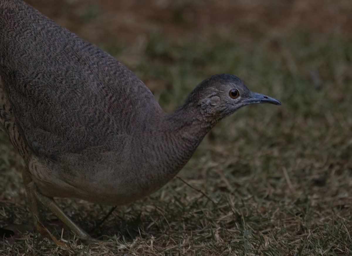 Undulated Tinamou - ML646550361
