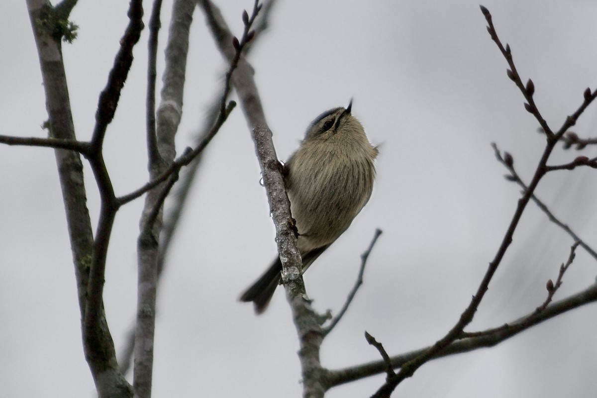 Golden-crowned Kinglet - ML646550362