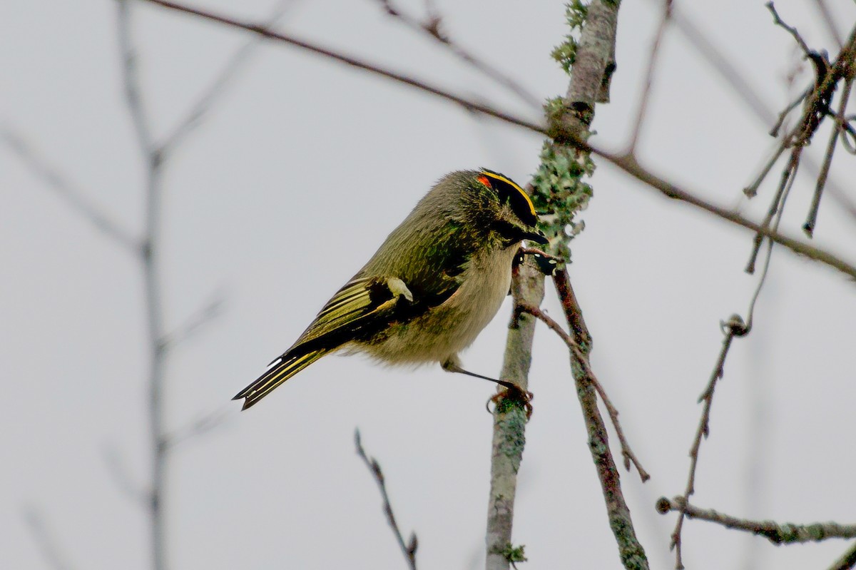 Golden-crowned Kinglet - ML646550363