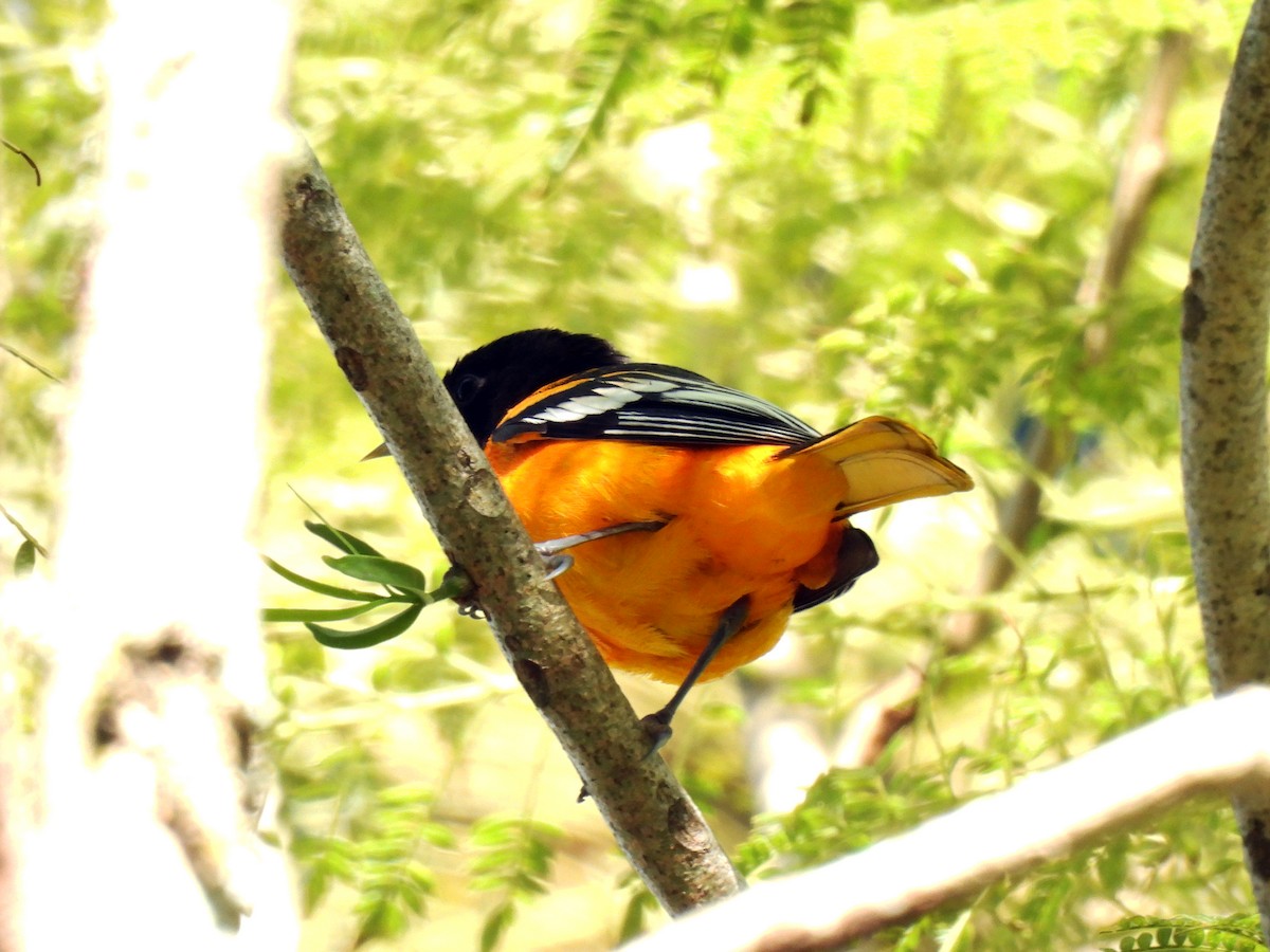 trupiál baltimorský - ML646550365