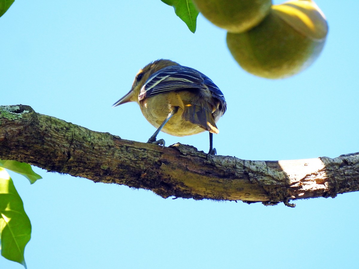 trupiál baltimorský - ML646550366