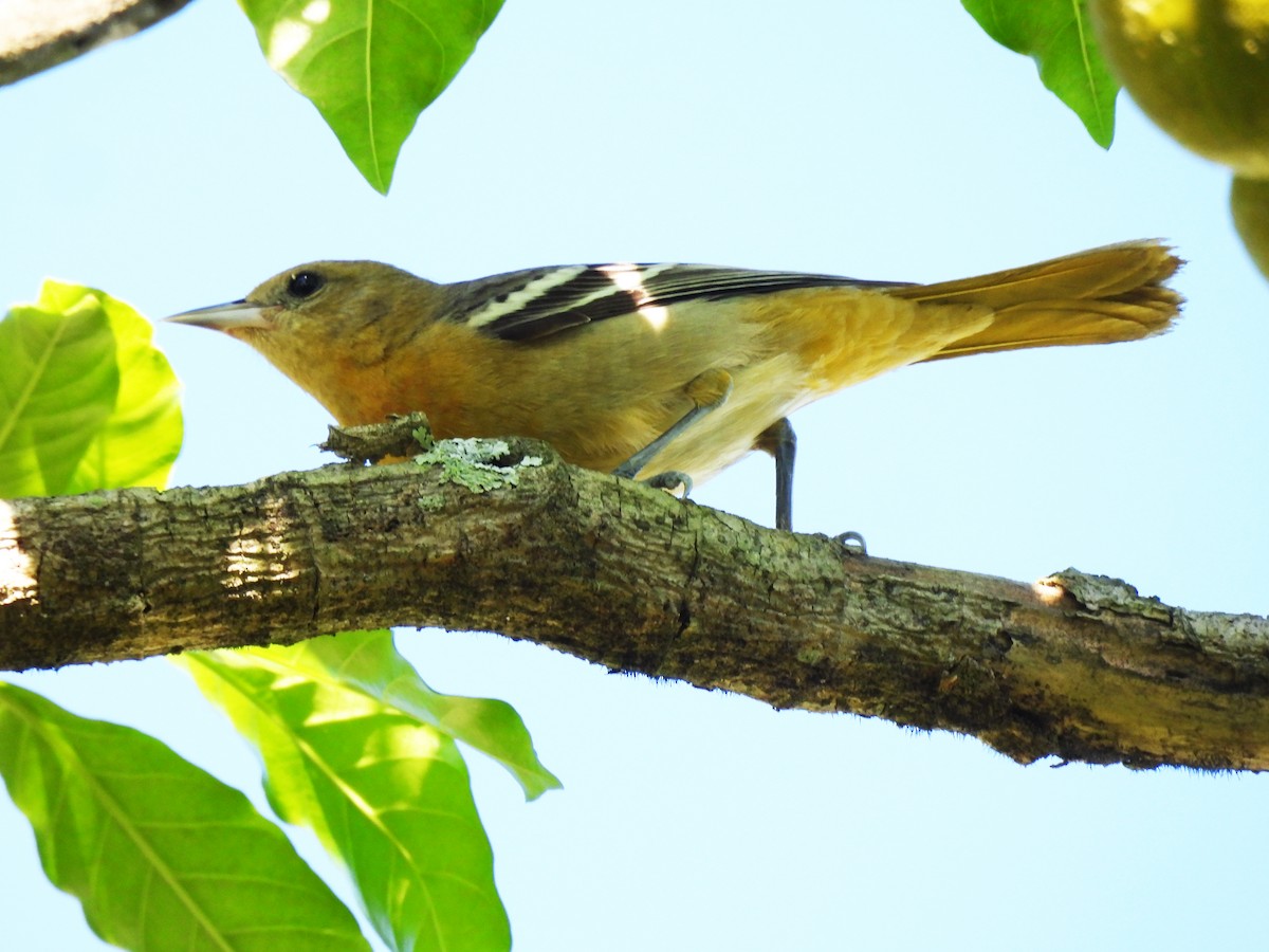 trupiál baltimorský - ML646550367