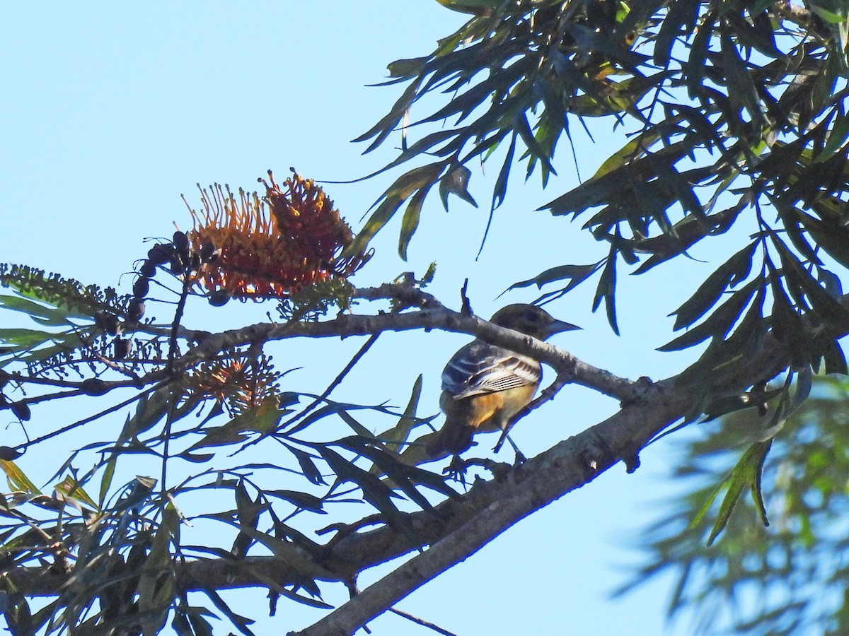 trupiál baltimorský - ML646550368