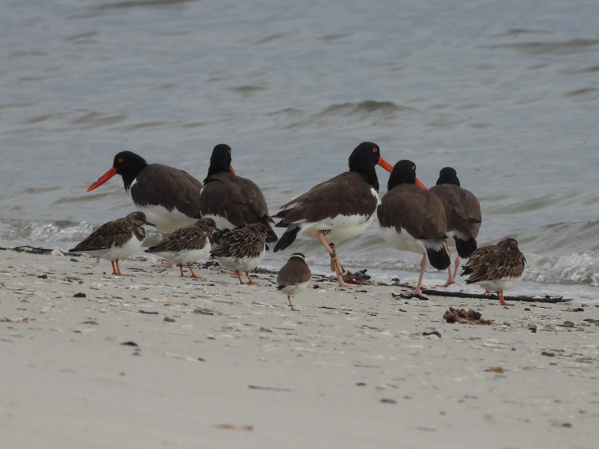 ústřičník americký - ML646550369