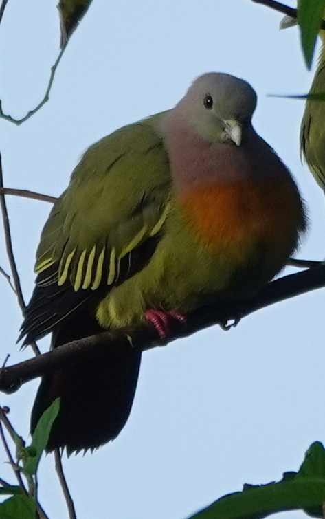 palettgrønndue - ML646550370