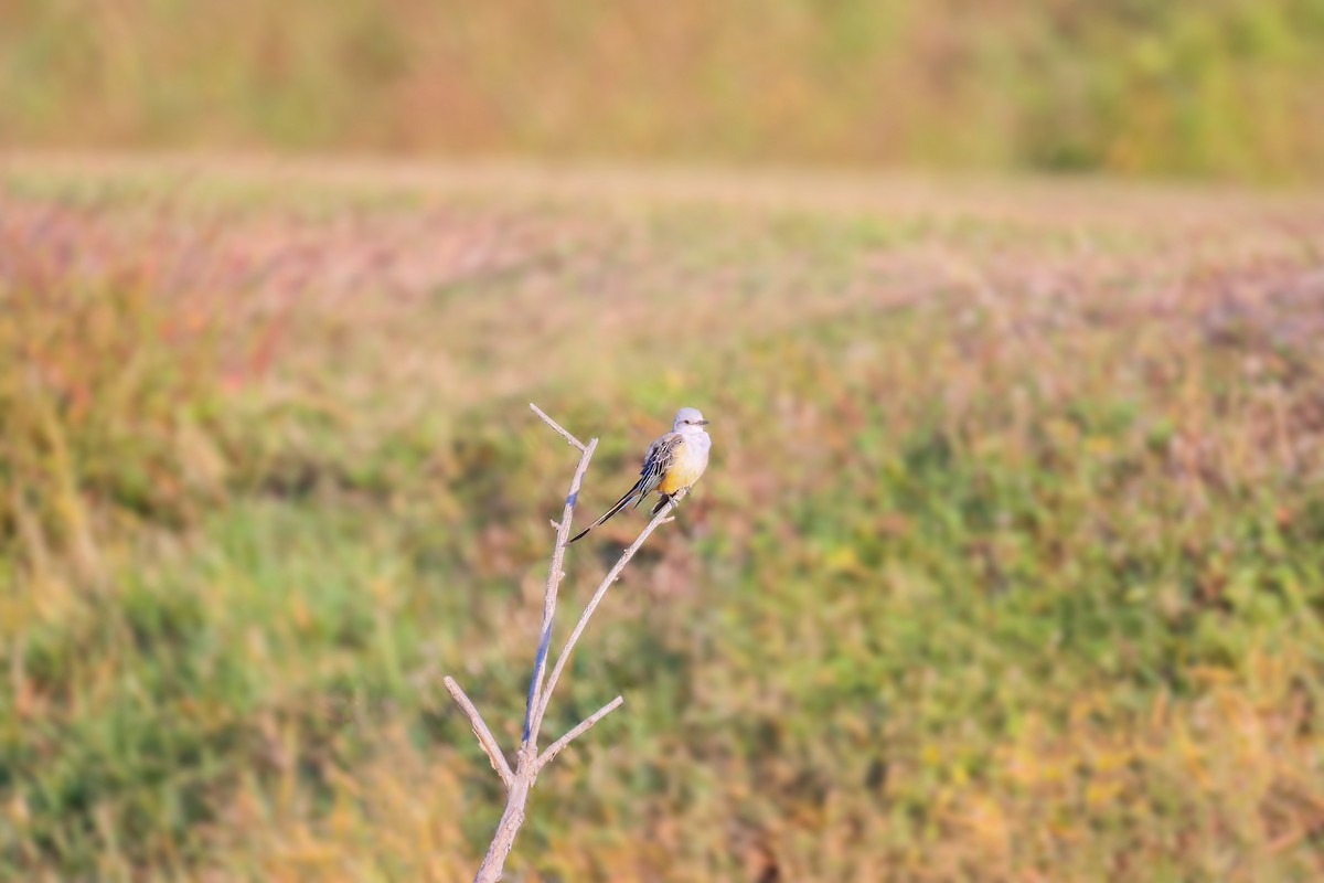 Scissor-tailed Flycatcher - ML646550371