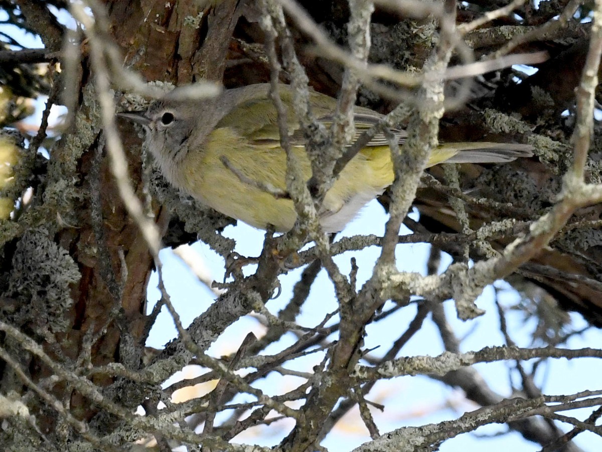 Orange-crowned Warbler - ML646550375