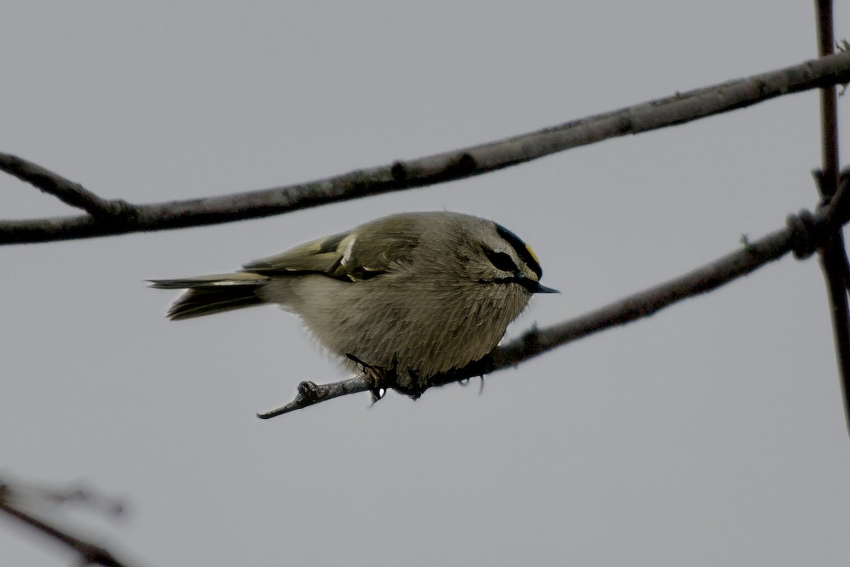 Golden-crowned Kinglet - ML646550377