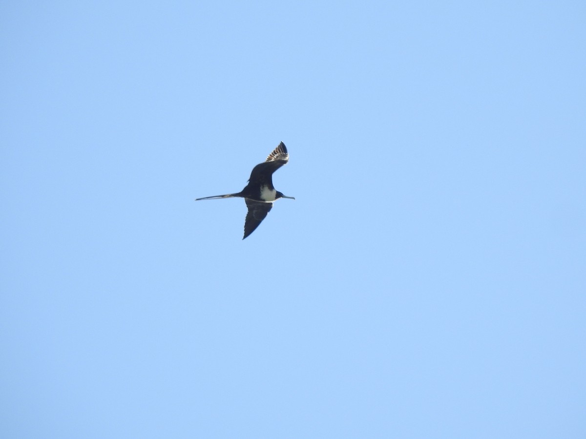 Magnificent Frigatebird - ML646550378
