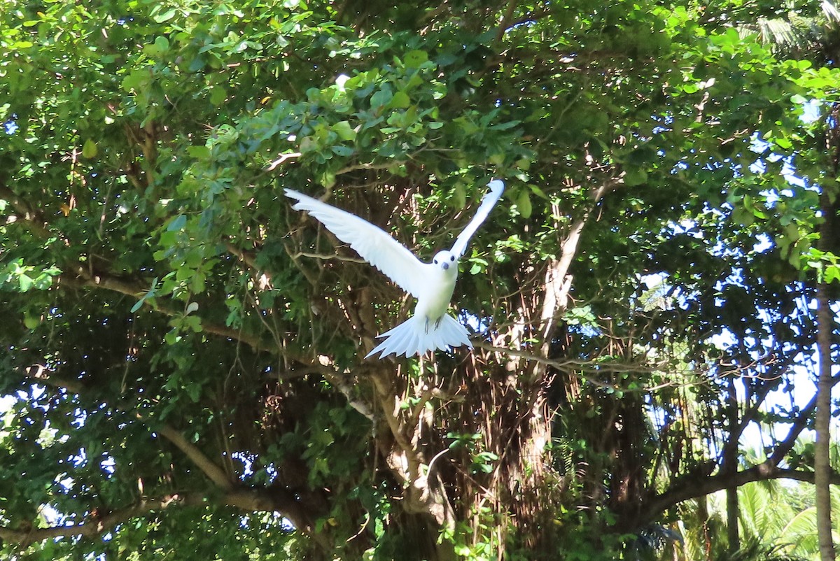 Blue-billed White-Tern - ML646550380