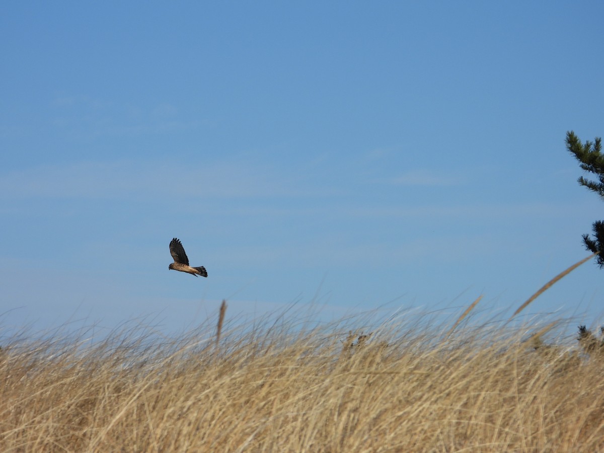 Northern Harrier - ML646550381