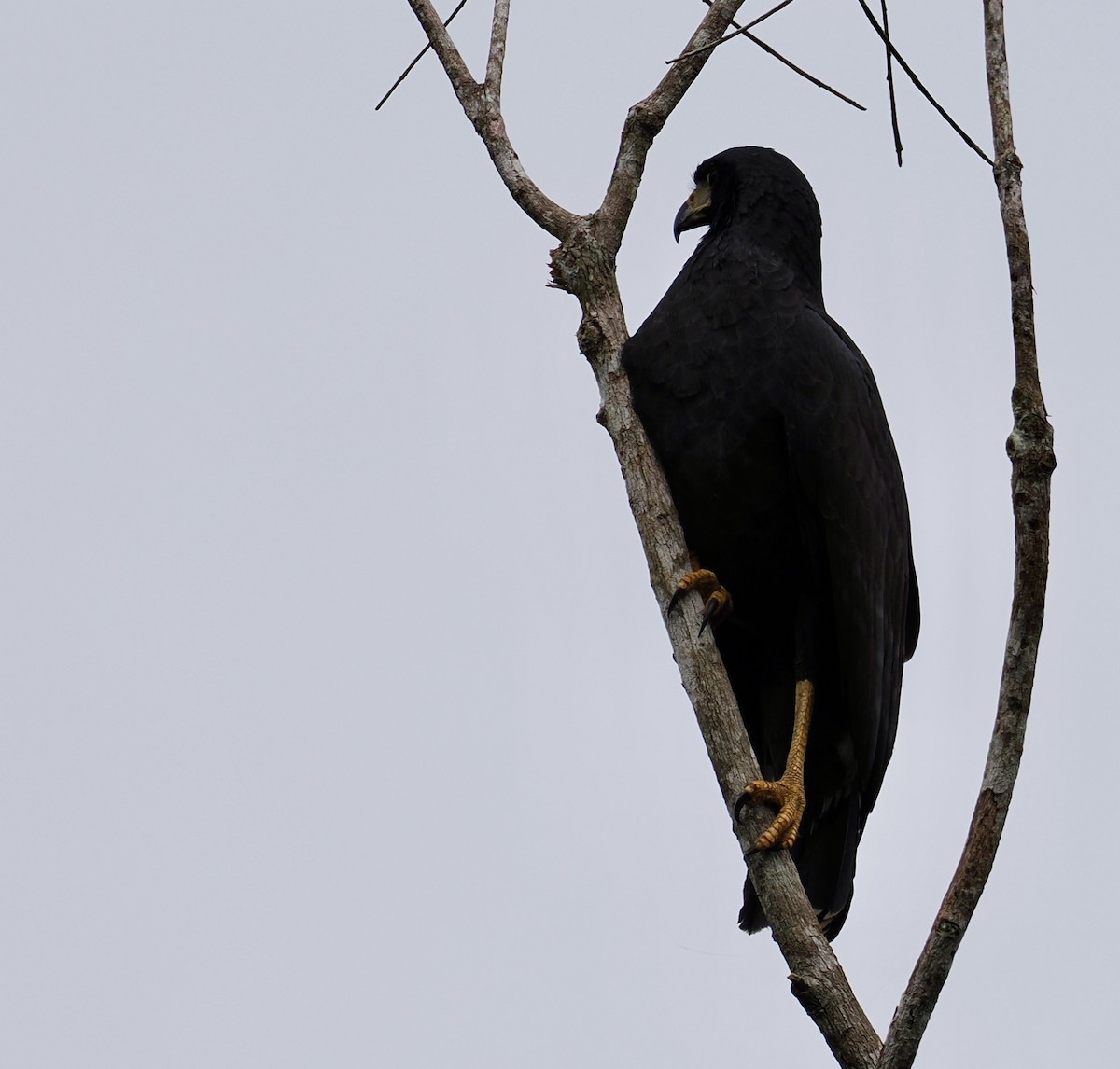 Busardo Urubitinga - ML646550382