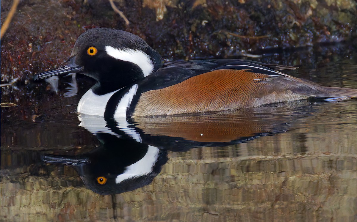 Hooded Merganser - ML646550383