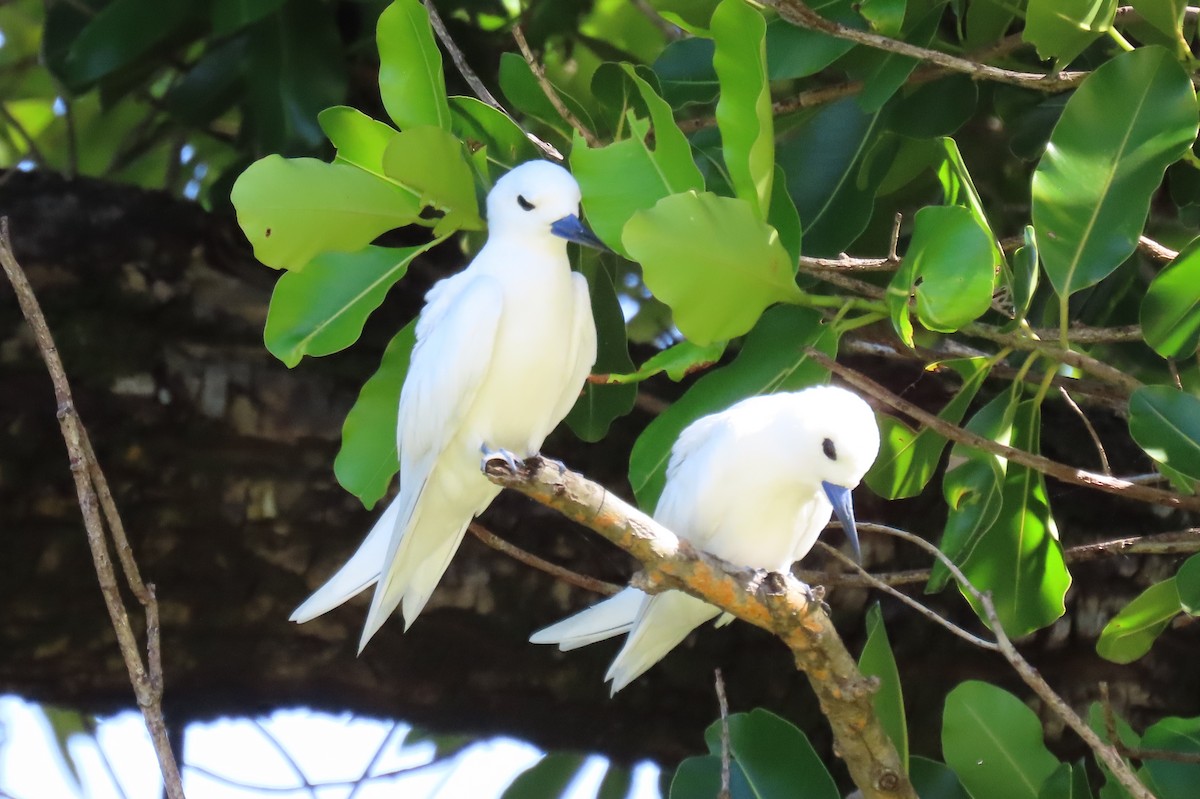 Blue-billed White-Tern - ML646550384