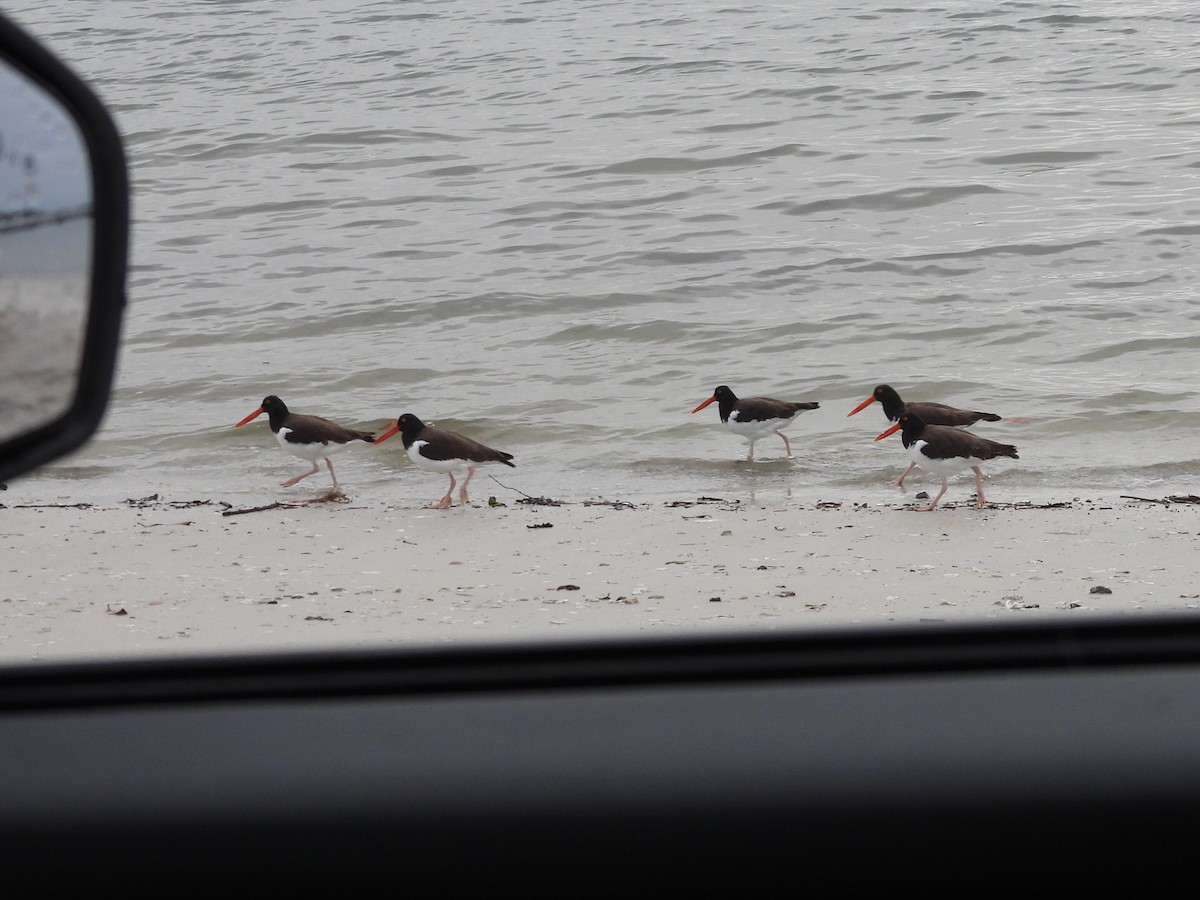 ústřičník americký - ML646550385