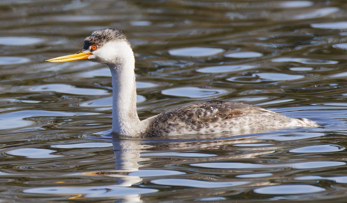 Clark's Grebe - ML646550390