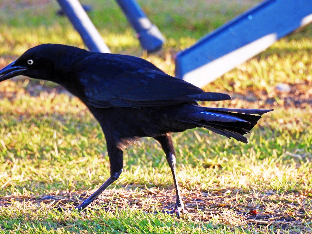 vlhovec velkoocasý - ML646550391