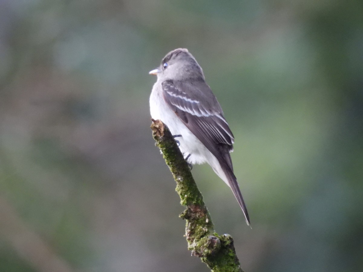 Eastern Wood-Pewee - ML646550393