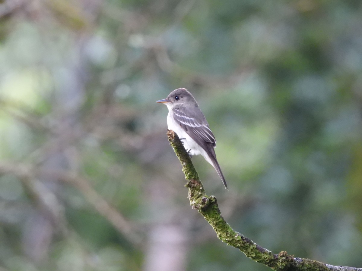Eastern Wood-Pewee - ML646550394