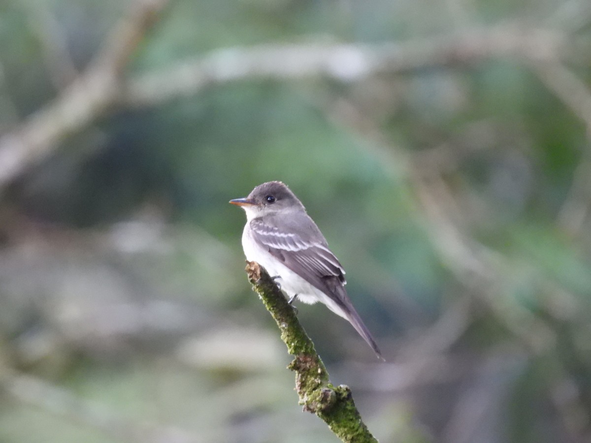 Eastern Wood-Pewee - ML646550395