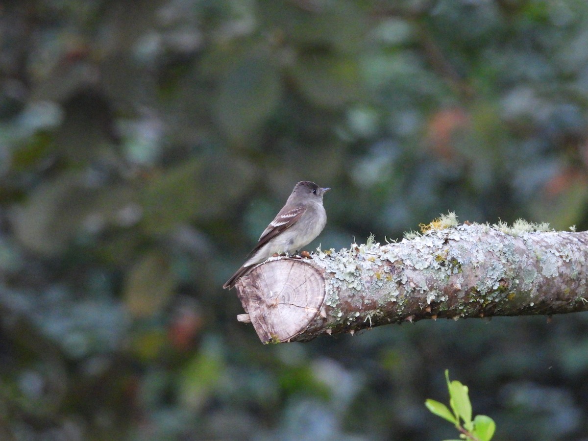 Eastern Wood-Pewee - ML646550396